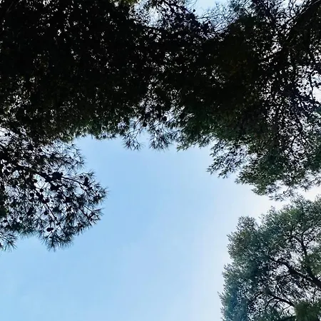 Pinea Oda ve Kahvaltı 4*